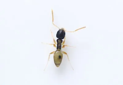 Ghost Ant